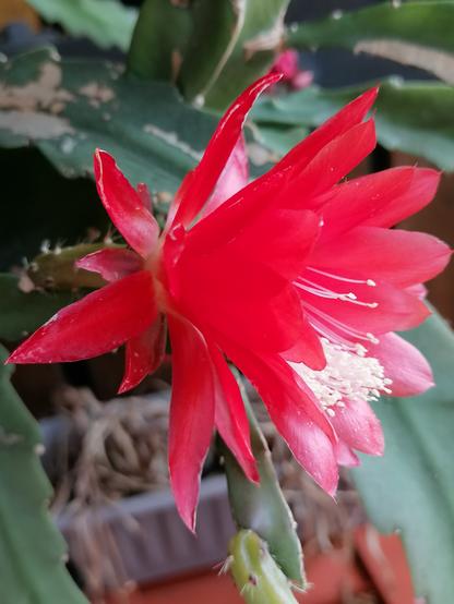 Auf dem Bild ist eine leuchtend rote Blüte einer Kaktuspflanze zu sehen. Die Blüte hat zahlreiche, schmale Blütenblätter und helle Staubblätter im Inneren. Die Pflanze selbst hat typische dickfleischige, grüne, segmentierte Triebe mit Dornen und ist teilweise beschädigt (mit hellen Flecken). Im Hintergrund erkennt man unscharf einen Blumentopf und vertrocknete Pflanzenteile.