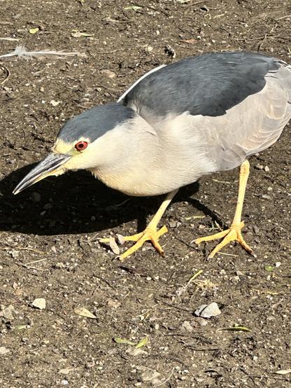 Black-crowned night heron in broad daylight.