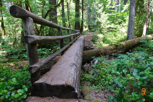Forrest path that connects through a narrow single log foot bridge. The foot bridge has a single wood railing on the left side. The bridge goes over a creek and a large fallen tree.
