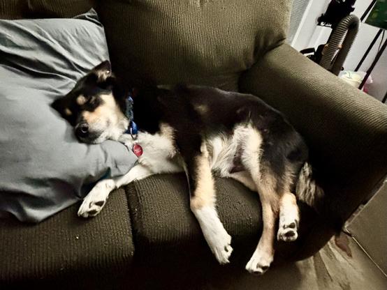 A black, tan, and white Australian Kelpie dog laying on a couch with her head on a pillow.