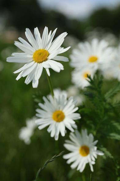 A close-up photo of ox-eye daisies on a sunny day in June.