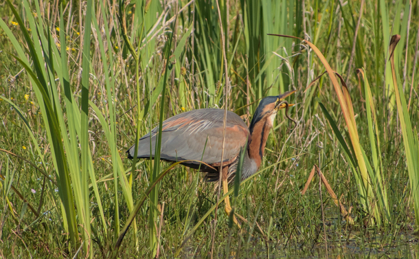 Le héron pourpré qui avale une couleuvre à collier, seule la queue du serpent dépasse du bec ouvert de l'oiseau.