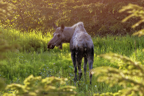 A cow moose surrounded by lush grass and bushes.  She's looking left with her butt to the camera.  Golden 9:40pm light lights the scene on the solstice.
