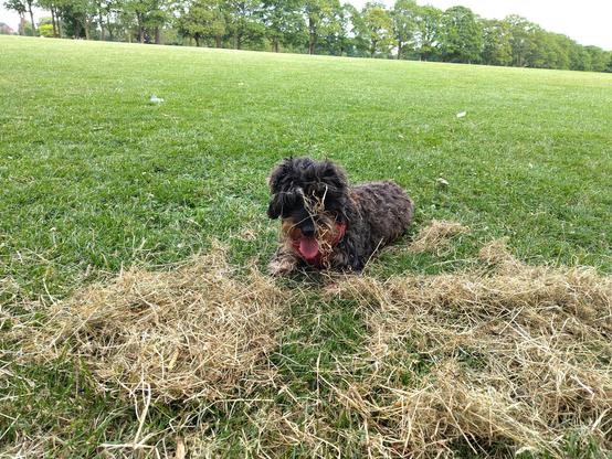 A small black and tan dog lying on a grassy field with dry yellow grass cuttings at her feet, and on her face