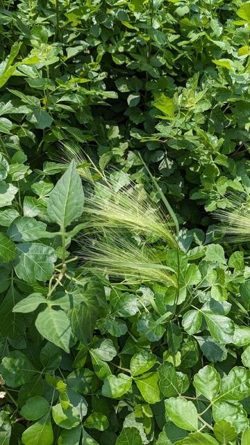Photo of Hordeum jubatum (Foxtail Barley) by eric-schmitty. Attribution: (c) Eric Schmidt, some rights reserved (CC BY).