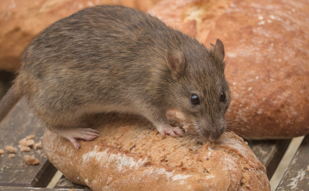 Un rat brun (rongeur avec un pelage gris brun, des petite oreille, des yeux ronds et un petit museau) sur un petit pain. Le rat est presque aussi gros que le morceau de pain.