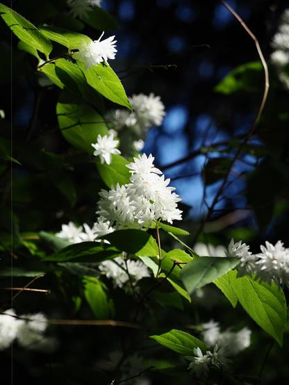 White flowers with layered petals clustered together, surrounded by vibrant green leaves. The background contains a mix of dark shadows and patches of blue sky. Sunlight highlights the petals and some leaves, creating contrast with the darker surrounding foliage.