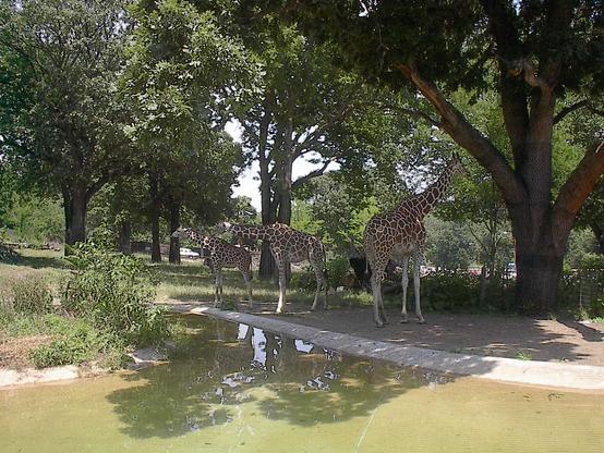 Three giraffes at the Minnesota Zoo, from 2003. All three are in the shade from nearby trees-- two look left with lowered necks, while the other is more upright and looks right.