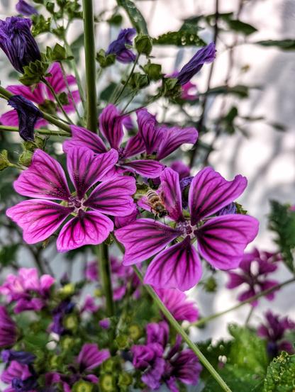Eine Honigbiene sitzt auf der intensiv violett-purpurnen Blüte einer Wilden Malve (Malva sylvestris). Die Blüte ist sternförmig mit dunklen Streifen, im Hintergrund sind weitere Knospen und Blüten in unterschiedlichen Stadien. Foto by Johann Seidl, Gartenpoet.