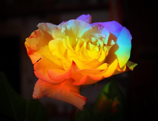 Eine Rosenblüte erstrahlt durch das dispersive Licht eines Prismas nach Wellenlängen.
A rose blossom shines through the dispersive light of a prism according to wavelength.