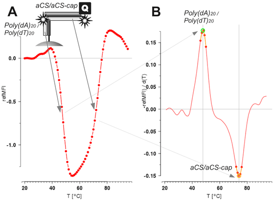 description for Figure 3 from the article "Surface Melting Curve Analysis with R":

Figure 3: Melting curve and melting peaks obtained from a Microarray Chip Analysis (MCA) experiment on microbead surfaces.

Top left inset: Illustration of two DNA detection probes hybridized to a complementary microbead-bound capture probe. The probes are labeled as Poly(dA)20 and Poly(dT)20.

Panel A: Melting curve showing the change in relative fluorescence intensity (relMFI) while applying a temperature gradient from 20°C to 95°C, increasing by 1°C per step. The red line represents the experimental data points, illustrating how the fluorescence changes with temperature.

Panel B: Melting peaks derived from the melting curve in Panel A. This probe system exhibits two distinct melting peaks:

The first (positive) peak occurs at approximately 60°C for Poly(dA)20.
The second (negative) peak occurs at approximately 75°C for Poly(dT)20.
The x-axis represents temperature in degrees Celsius (°C), and the y-axis represents the change in relative fluorescence intensity (dMFI/dT).