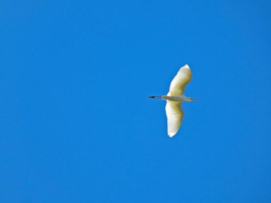 Bajo un cielo completamente azul, un ave de gran tamaño, totalmente blanca con las alas extendidas. Tiene el cuello muy largo, recogido haciendo una S y termina en un pico largo y amarillo. Las patas muy largas, de color negro están extendidas hacia atrás y sobresalen mucho de la cola.