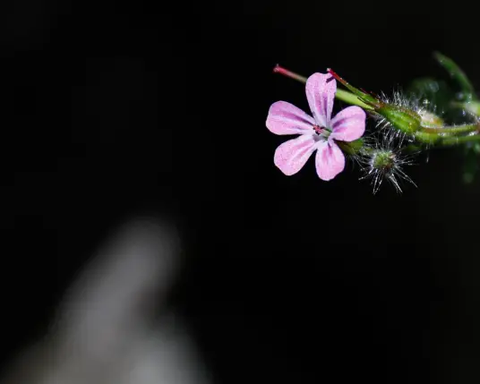 a photograph of a little pink flower against a dark background