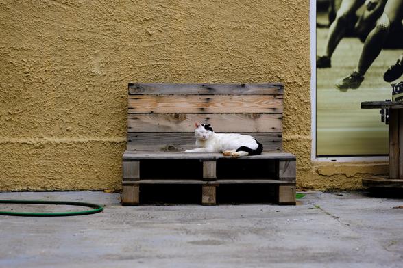 Photo of a white cat with black spots on its head and tail. The cat rests on a makeshift bench made from EUR-pallets.