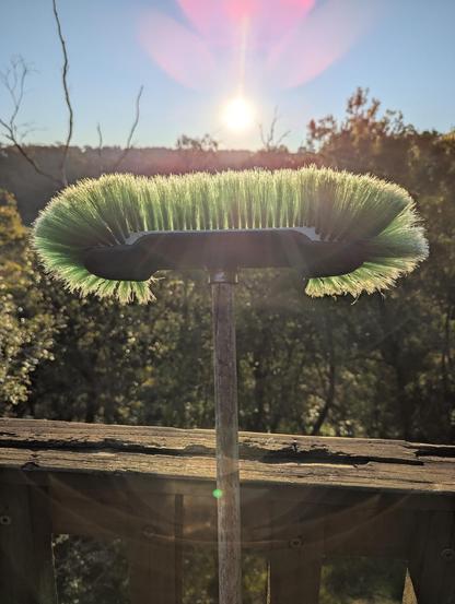 I really loved the way this 60+yo green broom lit up in the late sun. Here it's against the deck again, in front of bushland. The sun's about to set, signalling longer days to come.