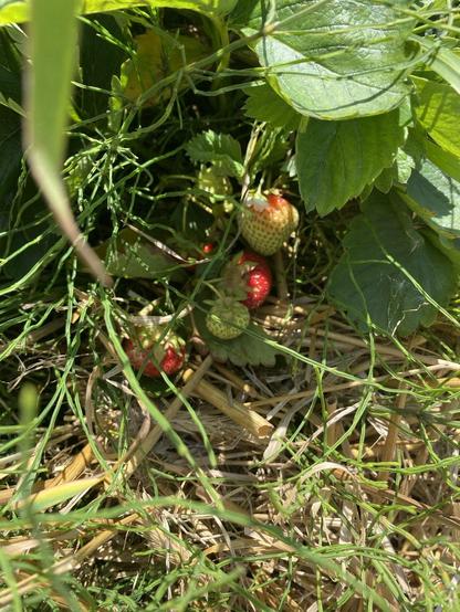 Red and white strawberries in straw still on the plant