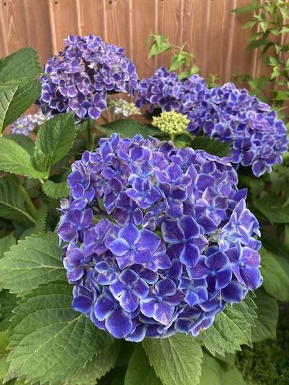 Blueish purple hydrangeas with pale blue petal edges.