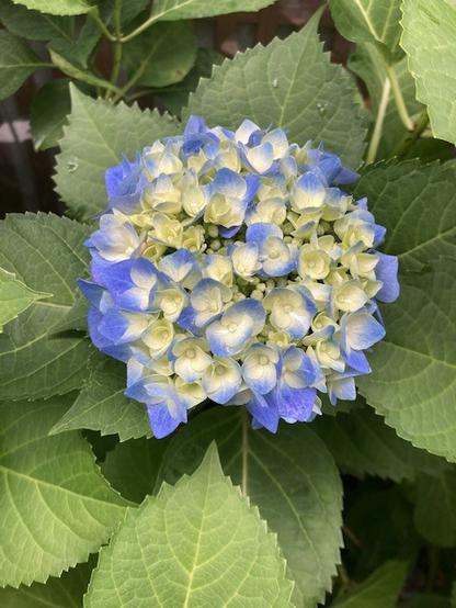 Blue hydrangeas with pale yellow centers.