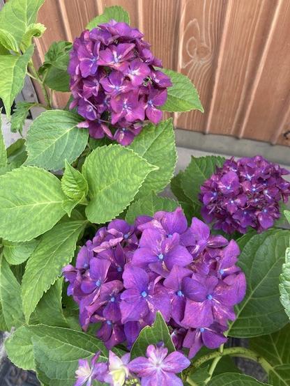 Reddish purple hydrangeas.