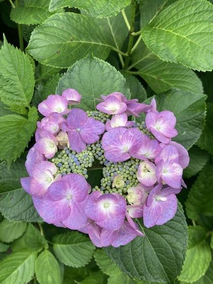 Light purple hydrangeas with little off-white centers.