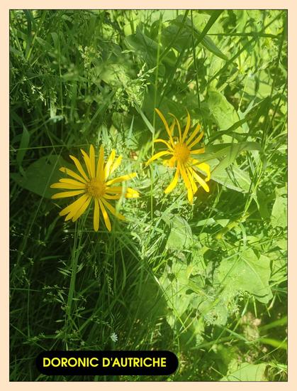 Deux fleurs jaunes dans les herbes. Elles font de jolis  massifs au bord du chemin. L'étiquette dit "doronic d'Autriche".