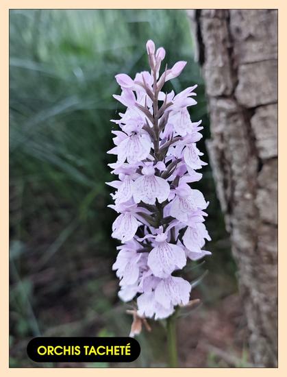 La hampe d'une orchidée sauvage rose violacée très pâle. L'étiquette indiqué "orchis tacheté"