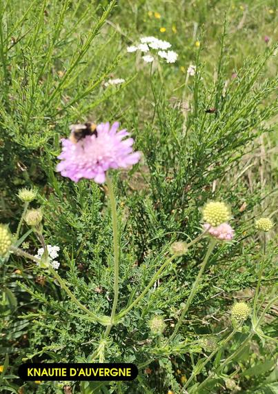 Une abeille posée sur une fleur rose pâle. L'étiquette indique "knautie d'Auvergne".