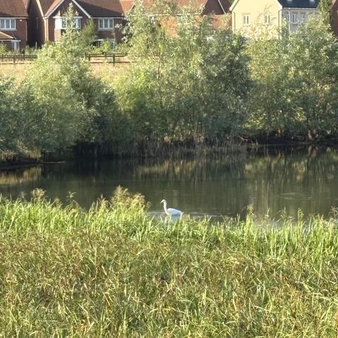 A great white egret, which is a big heron type bird that is (you guessed it!) white, wading up to its chest on a green pond surrounded by reeds and bushes. There are houses in the background behind the bushes.