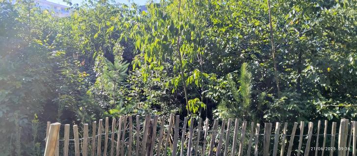Micro forêt plantée là pour faire chier les habitants du quartier. Avant, c'était un terrain de jeux avec des chaises.