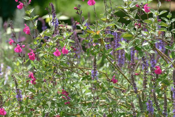 Photograph shows pink-flowering Salvia microphylla and blue-flowering Salvia nemorosa Ostfriesland mingling in the sunshine.