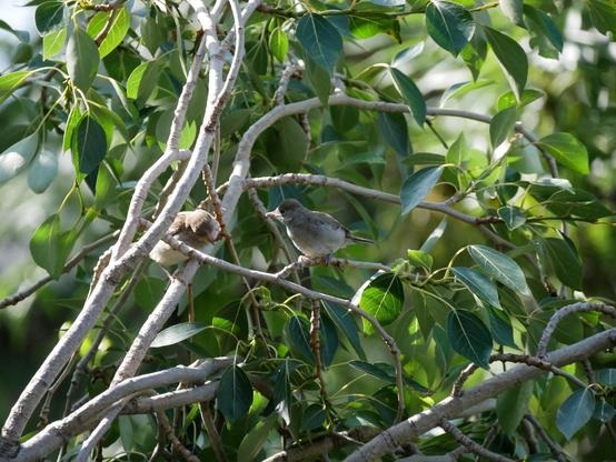 Foto von zwei kleinen Vögeln, die jeweils auf dünnen Ästen inmitten von viel Laub und anderen Ästchen sitzen. Links ein junger Spatz mit hellgrau-braunem Gefieder, der sich nach rechts streckt zur einer jungen Mönchsgrasmücke mit grauem Gefieder und flauschigem Bauch.