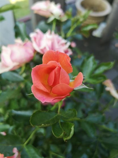 Eine kleine, sich gerade öffnende Rosenknospe mit hellen, leicht orange getönten Blütenblättern