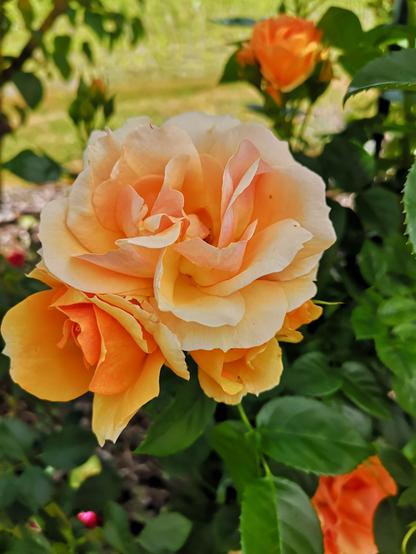 Ein Bündel üppiger, gefüllter Rosenblüten in hellem, leuchtenden Orange