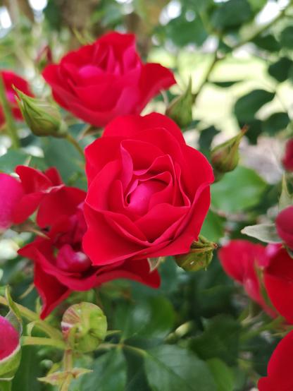 Einige Rosenblüten in dunklerem, aber noch relativ leuchtendem rot