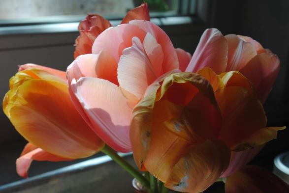 a closeup of a bunch of pink, yellow and orange tulips , with the flowers shown whole, in front of a white window frame and lit by sunlight coming from behind