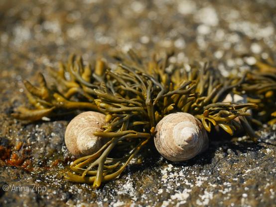 Two small spiral seashells nestled among greenish-brown seaweed on a wet rocky surface