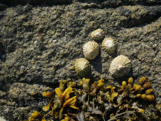 Five limpets attached to a textured rock surface above brown seaweed