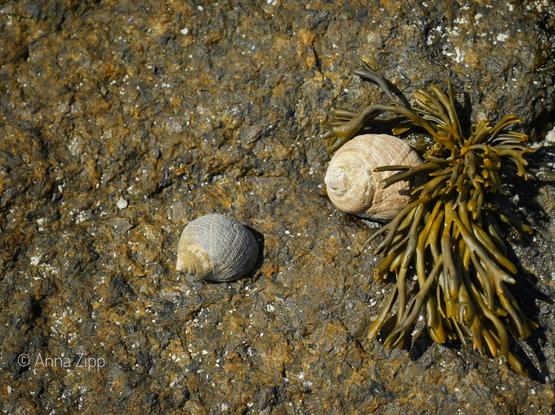 Two sea snail shells on a textured rocky surface, one shell partially covered by brown seaweed
