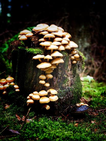 A cluster of golden mushrooms grows on a moss-covered tree stump in a dark, forested setting.