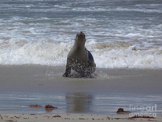 Sealion on the beach