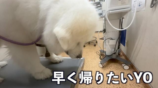 診察台に乗るとこれでもかというぐらい項垂れます