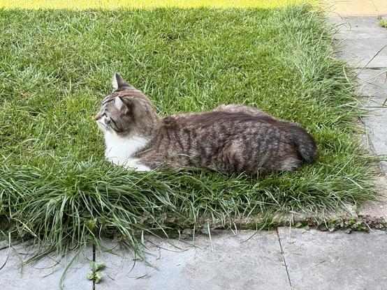 Cat in grass
