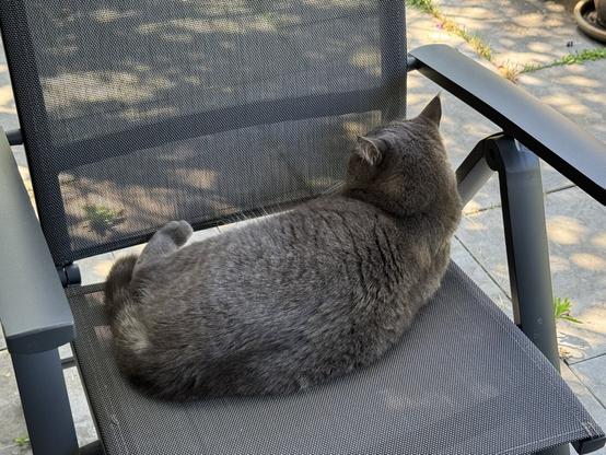 Cat on chair