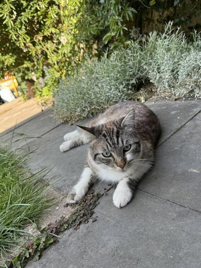 Cat closup