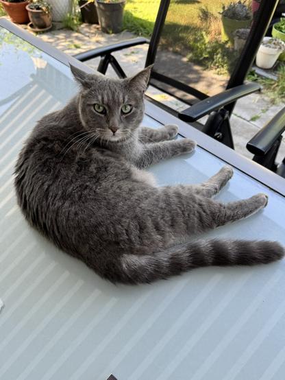 Cat on table