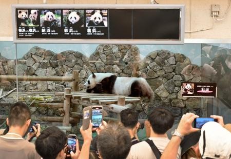 和歌山パンダ、最後の週末 ガラス越し観覧に行列 | 全国のニュース | 福井新聞ONLINE