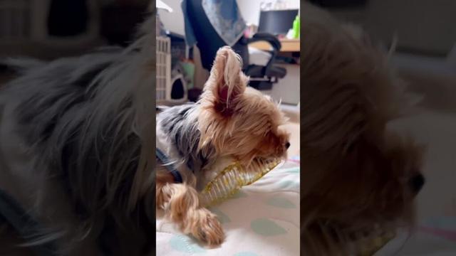 オモチャじゃないよ？#ヨーキー #ヨークシャーテリア #yorkie #yorkshireterrier #癒し #可愛い #おもちゃ #doglife #animal #shrots