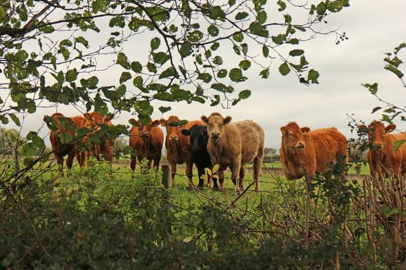 a group of mostly ginger brown cows stood in a field on the other side of a fence to the photographer, curiously looking through the hedgerow. the grey sky and the cows are partially obscured by the green leaves of a tree