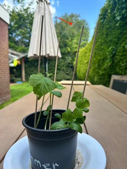 Cucumber sprouting plant with skewer sticks for support, in a small black plastic pot. With a tiny spider laying a web between the wooden sticks and plant branches. Red arrow points the. spider