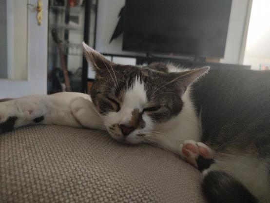 Der Kater Sammy liegt dösend auf einem großen Kissen und blickt mit zugekniffenen Augen in die Kamera